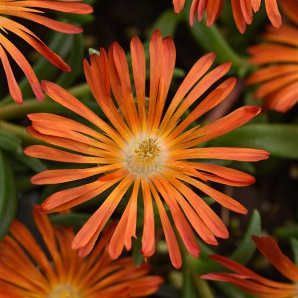 Orange Delosperma Flower Seeds – Heirloom, Non-GMO, High Germination Seeds