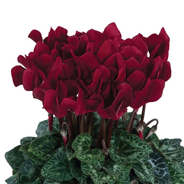 Maroon Cyclamen Flower Seeds – Heirloom Non-GMO High Germination Seeds