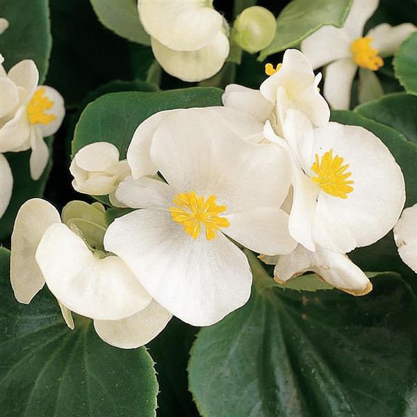 White Begonia Flower Seeds for Planting – Heirloom Non-GMO High Germination Organic Seeds