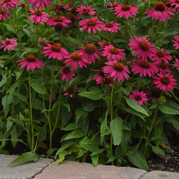 Maroon Echinacea Flower Seeds – Heirloom, Non-GMO, High Germination Seeds