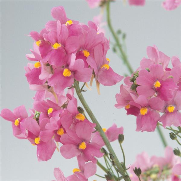 Semillas de Flor Nemesia – Herencia, No OGM, Semillas de Jardín Orgánicas de Alta Germinación para Sembrar