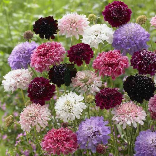 Mixed Scabiosa Atropurpurea Flower Seeds – Heirloom, Non-GMO, High Germination Seeds