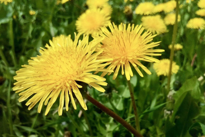 Dandelion Flower Seeds Yellow – Heirloom, Non-GMO, High Germination Organic Seeds