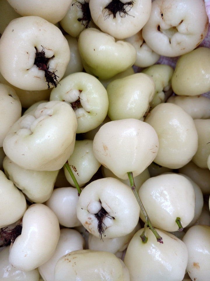 White Rose Apple Fruit Seeds for Planting – Heirloom Non-GMO High Germination Garden Seeds