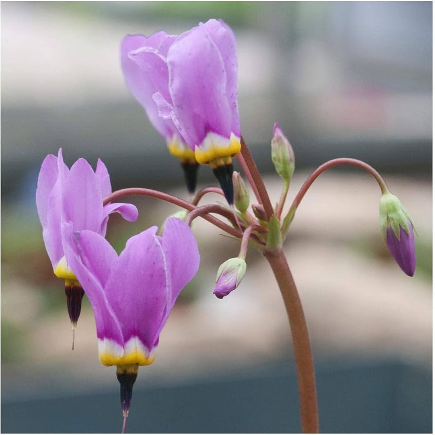 white dodecatheon flower seeds