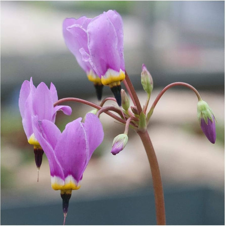 white dodecatheon flower seeds