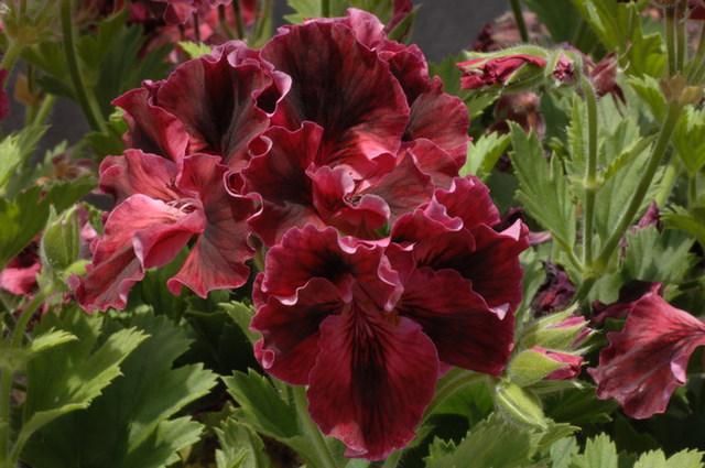Brown Pelargonium Flower Seeds – Heirloom, Non-GMO, High Germination Organic Garden Seeds for Planting