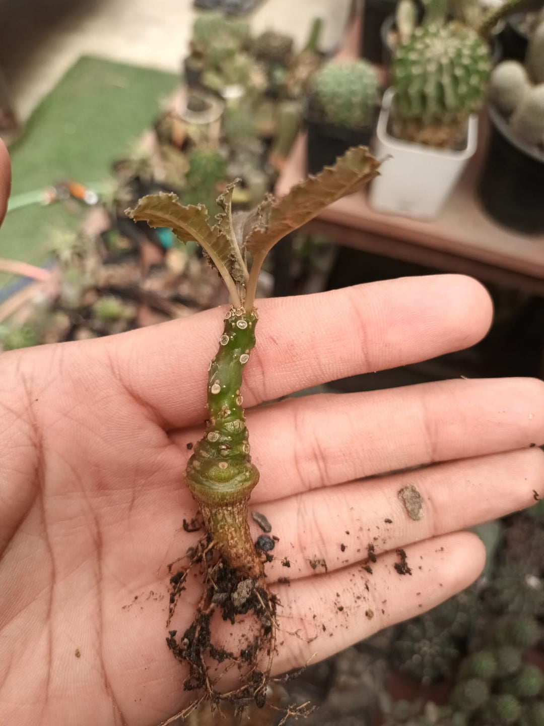 Green Dorstenia herb seeds