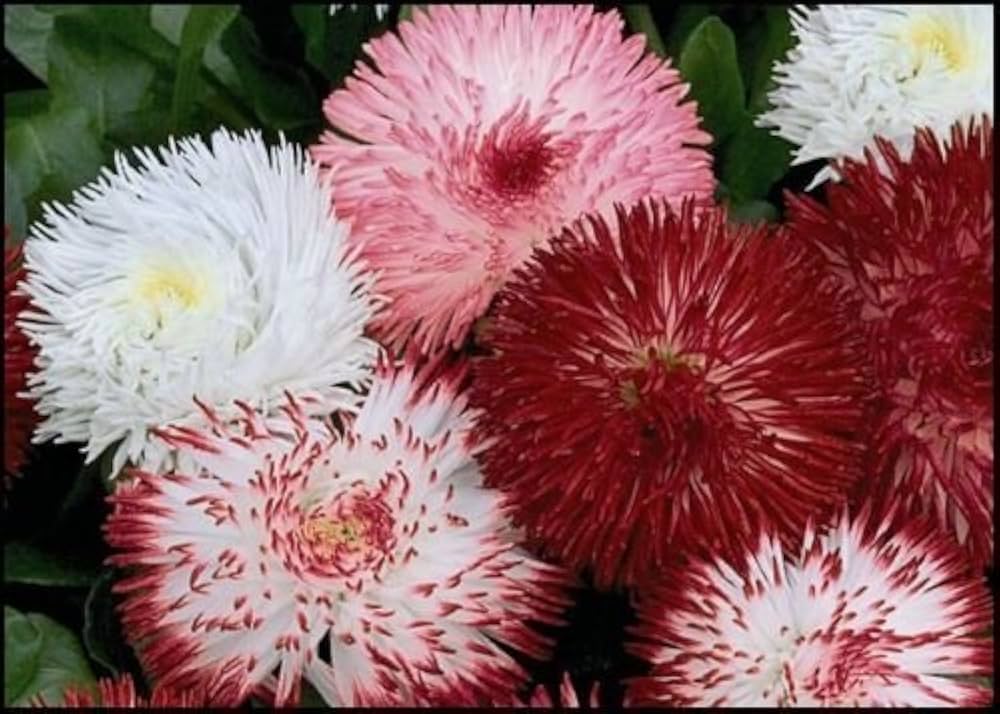 double bellis flower seeds