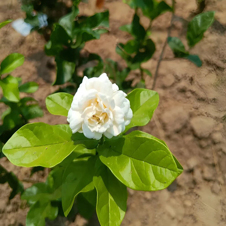 White Royal Jasmine Flower Seeds – Heirloom, Non-GMO, High Germination Seeds