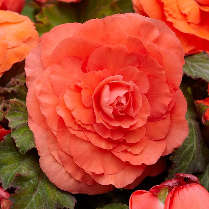 orange orange flower seeds