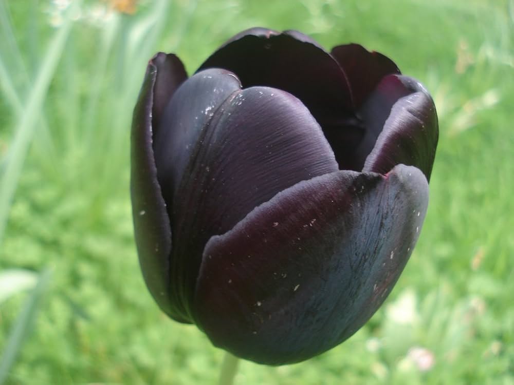 double tulip flower seeds