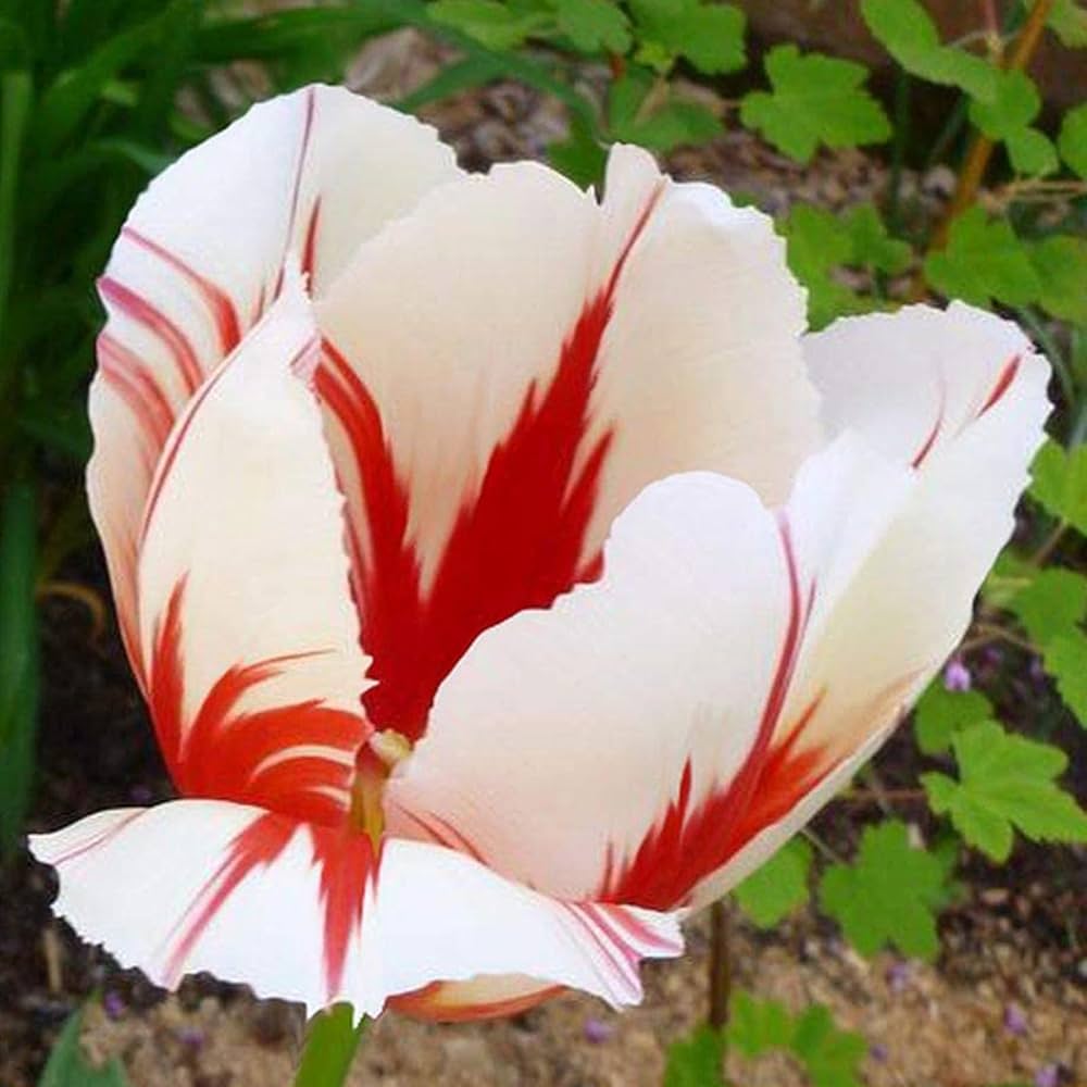 double tulip flower seeds