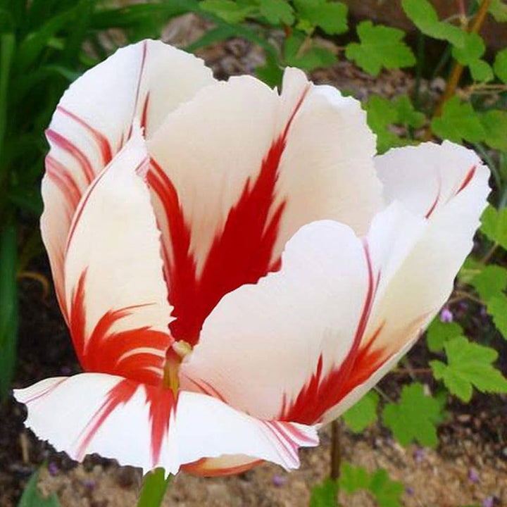 double tulip flower seeds