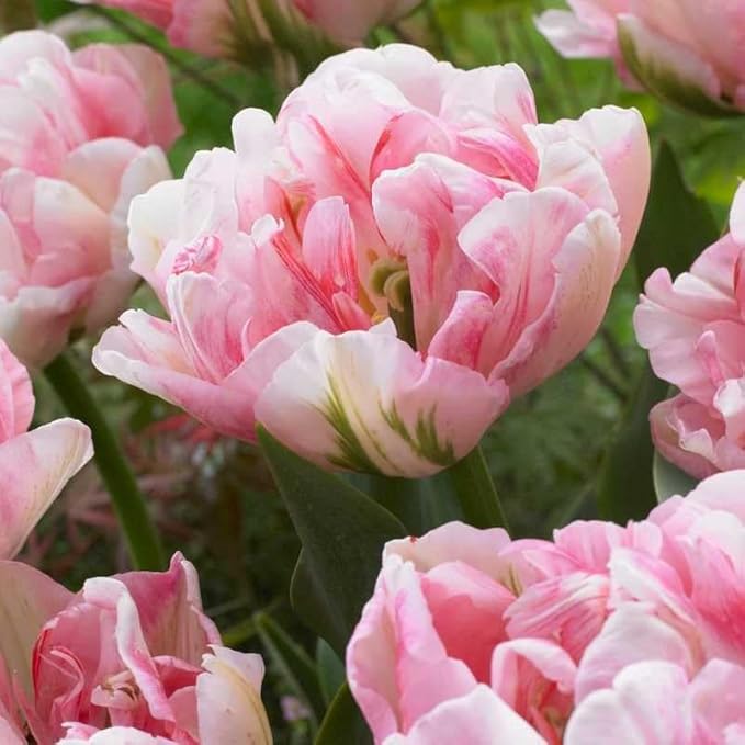 double tulip flower seeds