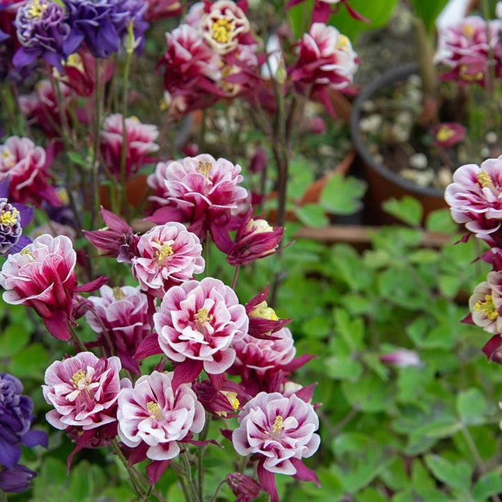 Aquilegia Winky Double Columbine Flower Seeds – Heirloom, Non-GMO Seeds
