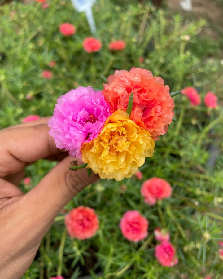 Gemischte Portulakröschen Blumensamen zum Pflanzen – Erbstück, gentechnikfrei, keimstark, Bio-Gartensamen