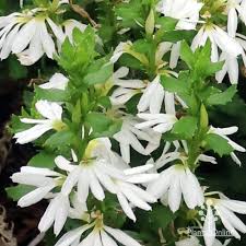 White Scaevola Flower Seeds Heirloom Non-GMO High Germination Organic Garden Seeds for Planting