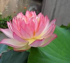 Xanthoceras Flower Seeds Pink – Heirloom, Non-GMO, High Germination Organic Garden Seeds