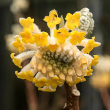 Yellow Edgeworthia Flower Seeds – Heirloom Non-GMO High Germination Organic Seeds