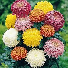Chrysanthemum Flower Seeds Mixed for Planting – Heirloom Non-GMO High Germination Seeds
