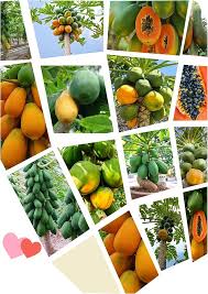 Tainung Mexican Papaya Fruit Seeds for Planting Heirloom Non-GMO High Germination Organic Garden Seeds