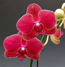 Red Phalaenopsis Flower Seeds Heirloom Non-GMO High Germination Organic Garden Seeds