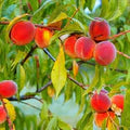 Red Haven Peach Fruit Seeds for Planting – Heirloom Non-GMO High Germination Organic Garden Seeds