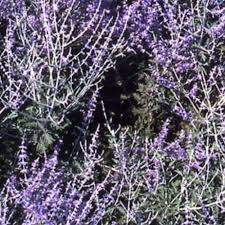 Perovskia Atriplicifolia Sage Plant Seeds Heirloom Non-GMO High Germination Organic Garden Seeds for Planting