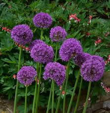 Violet Allium Flower Seeds – Heirloom Non-GMO High Germination Organic Garden Seeds