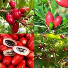 Red Bunchberry Fruit Seeds for Planting Heirloom Non-GMO High Germination Organic Garden Seeds