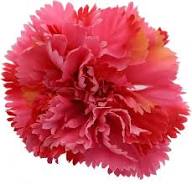 Carnation Flower Seeds Red – Heirloom, Non-GMO, High Germination Seeds for Planting