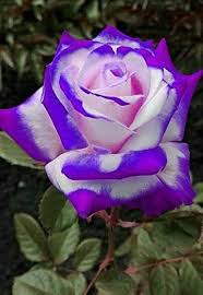 Purple White Rose Flower Seeds Heirloom Non-GMO High Germination Organic Garden Seeds for Planting