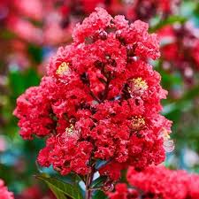 Red Crape Flower Seeds for Planting – Heirloom, Non-GMO, High Germination Organic Garden Seeds