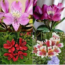 Mixed Alstroemeria Flower Seeds – Heirloom, Non-GMO, High Germination Seeds