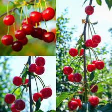 Mixed Cherry Seeds – Heirloom, Non-GMO, High Germination Organic Garden