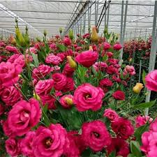 Red Eustoma Flower Seeds – Heirloom, Non-GMO, High Germination Organic Garden Seeds