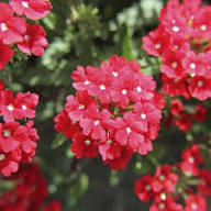 Verbena Hybrida Flower Seeds – Heirloom Non-GMO High Germination Organic Garden Seeds