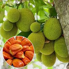 Vietnam Super Early Jackfruit Seeds for Planting Heirloom Non-GMO High Germination Organic Garden Seeds