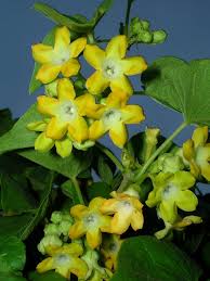 Yellow Telosma Flower Seeds Heirloom Non-GMO High Germination Organic Garden Seeds