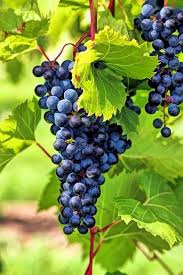 Black Corinth Zante Currant Grape Fruit Seeds for Planting Heirloom Non-GMO High Germination Organic Garden Seeds