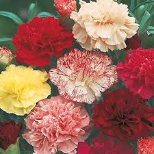 Carnation Flower Seeds Mixed – Heirloom, Non-GMO, High Germination Garden Seeds