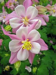 Pink Aquilegia Rose Flower Seeds for Planting – Heirloom Non-GMO High Germination Organic Garden Seeds