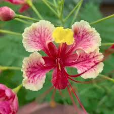 Pink Pulcherrima Flower Seeds Heirloom Non-GMO High Germination Organic Garden Seeds for Planting