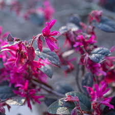 Pink Loropetalum Flower Seeds – Heirloom, Non-GMO, High Germination Seeds
