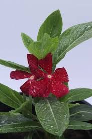 Sage Salvia Farinacea Plant Seeds – Heirloom Non-GMO High Germination Organic Garden Seeds