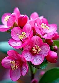Pink Hepatica Nobilis Flower Seeds – Heirloom, Non-GMO High Germination Seeds for Planting | Organic Garden Seeds