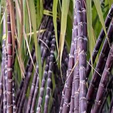 Sugarcane Co 890 Plant Seed Pack for Planting – Heirloom Non-GMO High Germination Organic Garden Seeds