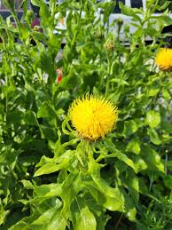 Yellow Centaurea Flower Seeds – Heirloom, Non-GMO, High Germination Organic Garden Seeds