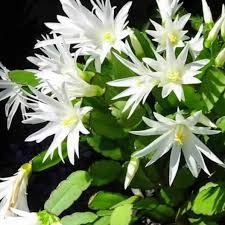 Rhipsalidopsis White Flower Seeds for Planting – Heirloom Non-GMO High Germination Organic Garden Seeds